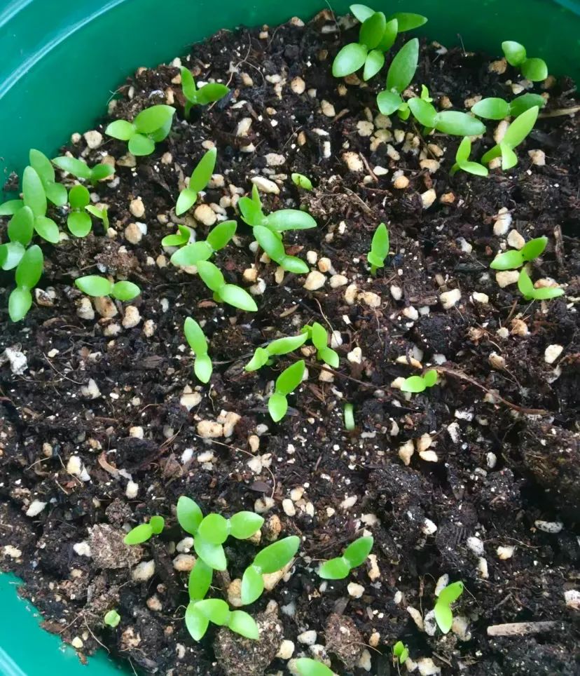 种子盆栽:养一盆火龙果苗,比多肉还好看