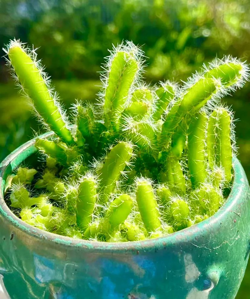 种子盆栽:养一盆火龙果苗,比多肉还好看