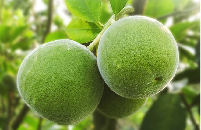 陈皮,橘红,化橘红:止咳化痰三宝,你真的用对了吗?