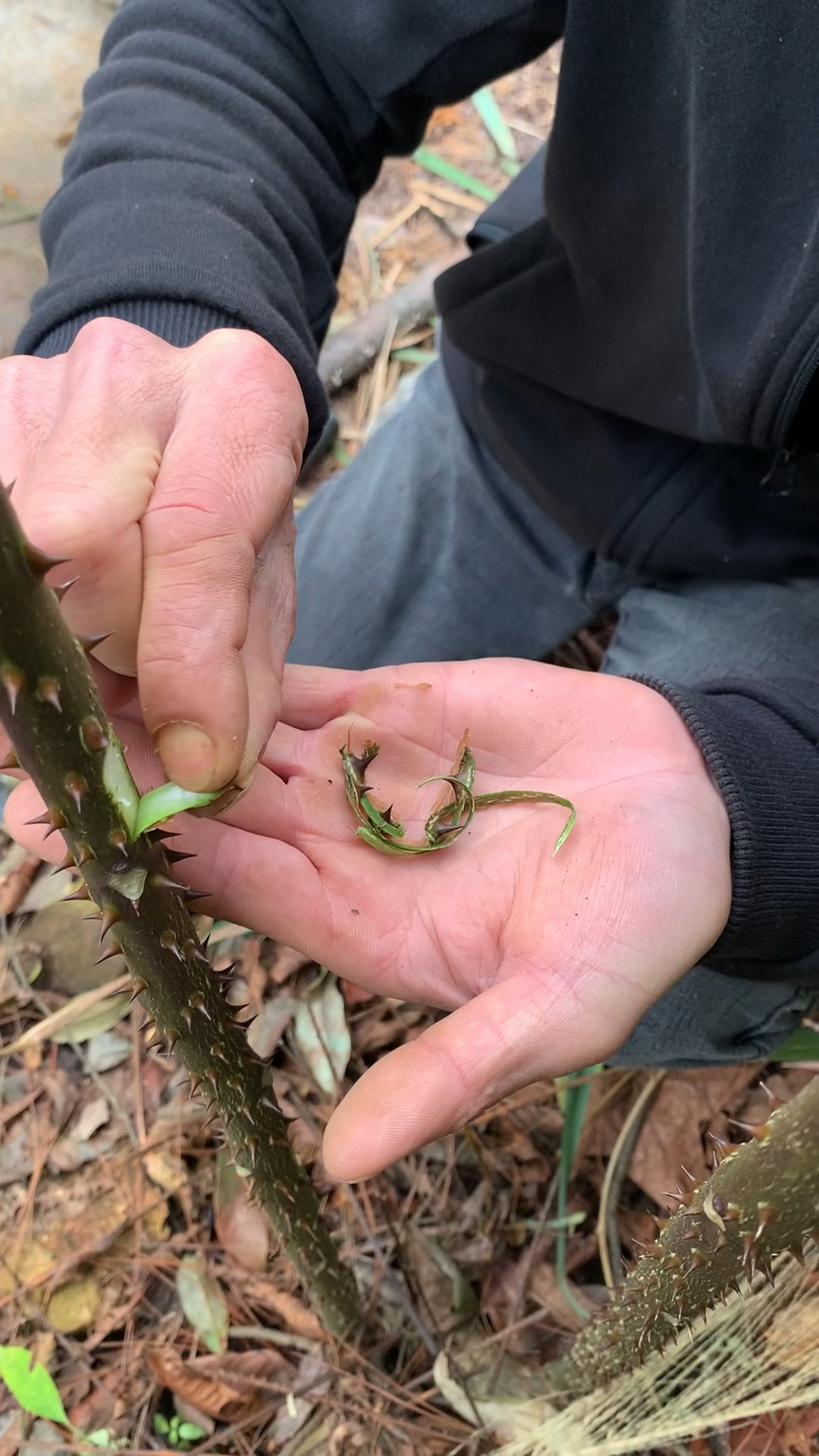 今天上山发现了一棵红骨刺桑.-度小视