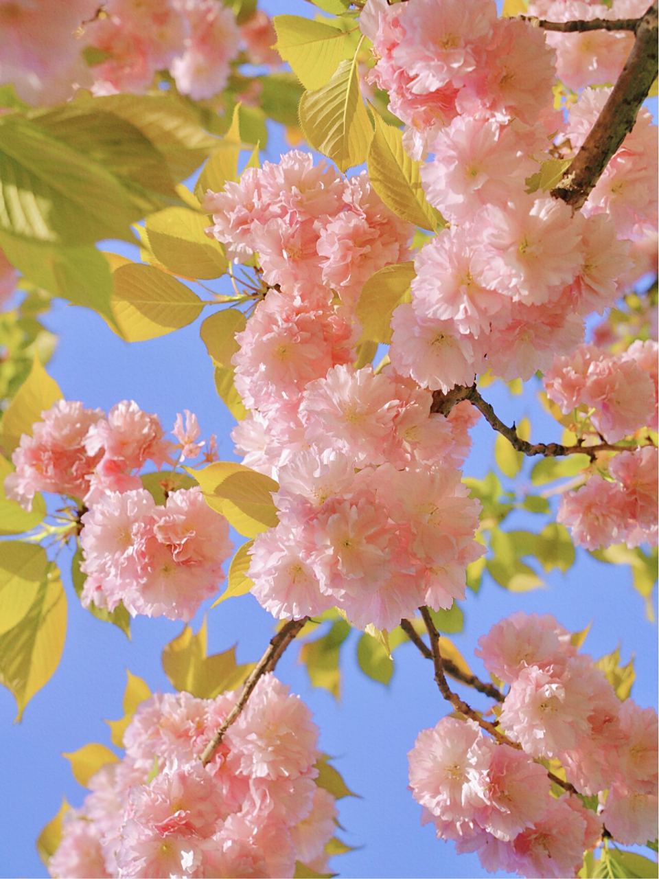 手机调色|唯美春日晚樱 明亮治愈系清透感  我要和你们分享一种非常