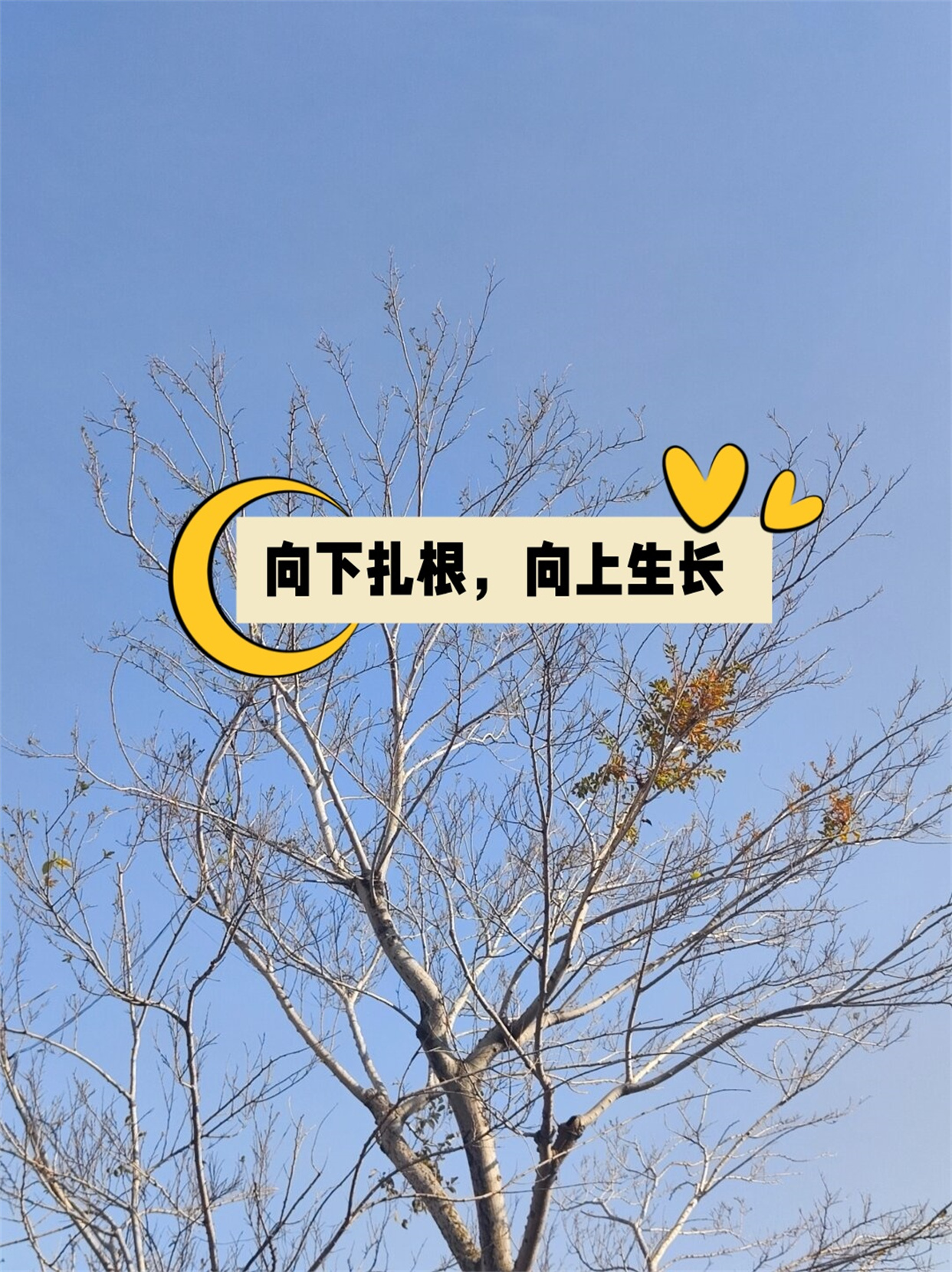 向下扎根,向上生长