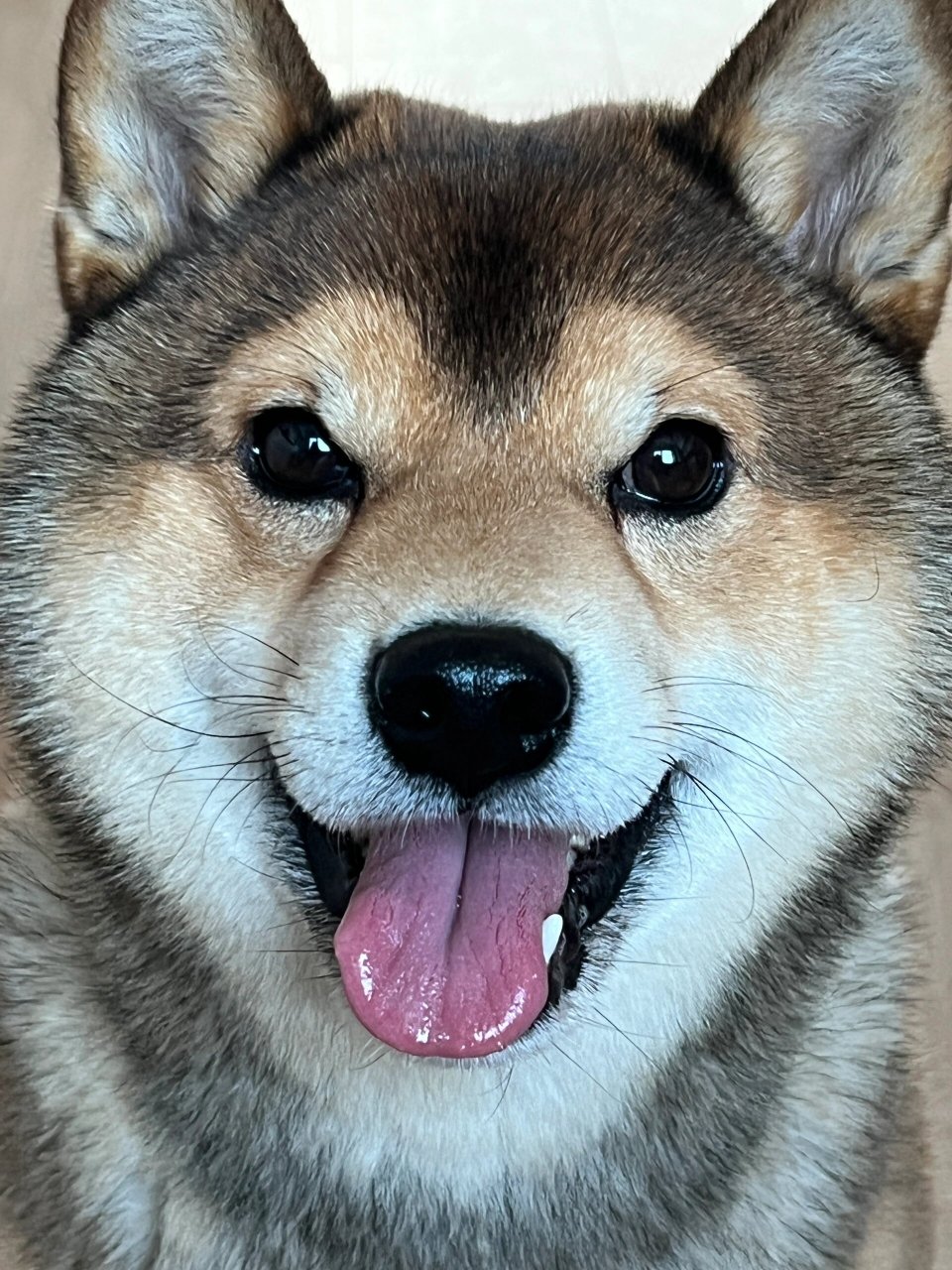 "  看我家狗狗那萌萌的样子,简直就是宠物技能大赛的冠军选手!