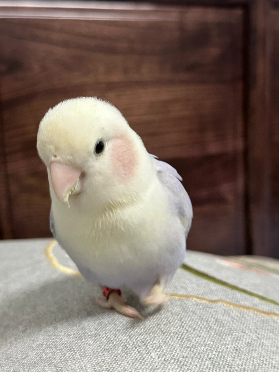 胖嘟嘟的小可爱  看看我家这只肥肥的鹦鹉,是不是超级可爱呢?