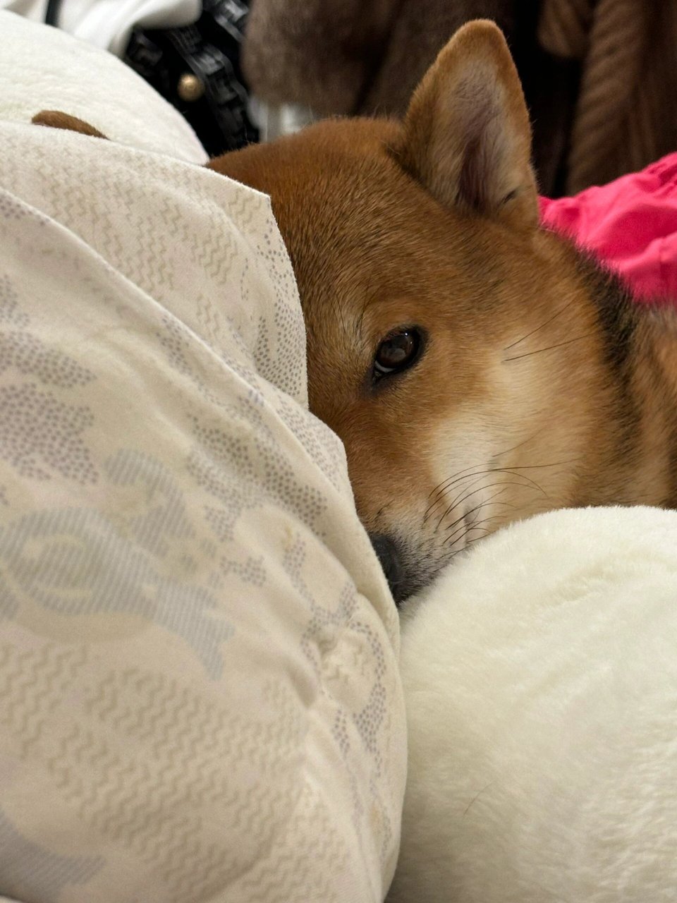 😴 我有时候真的很羡慕它,什么都不用想,什么都不用