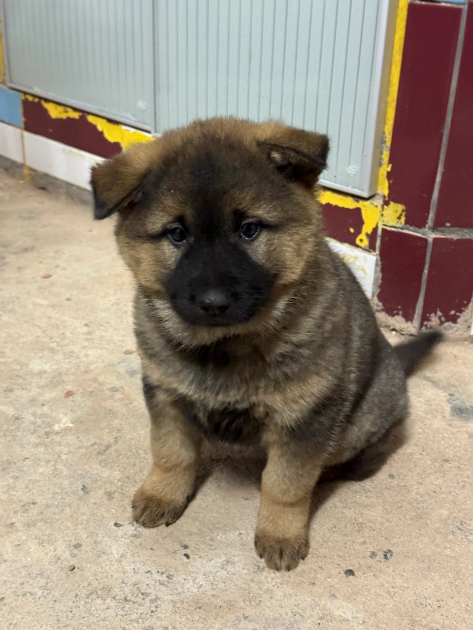 前段时间回老家,一进门就被家里那只小土狗给萌化了