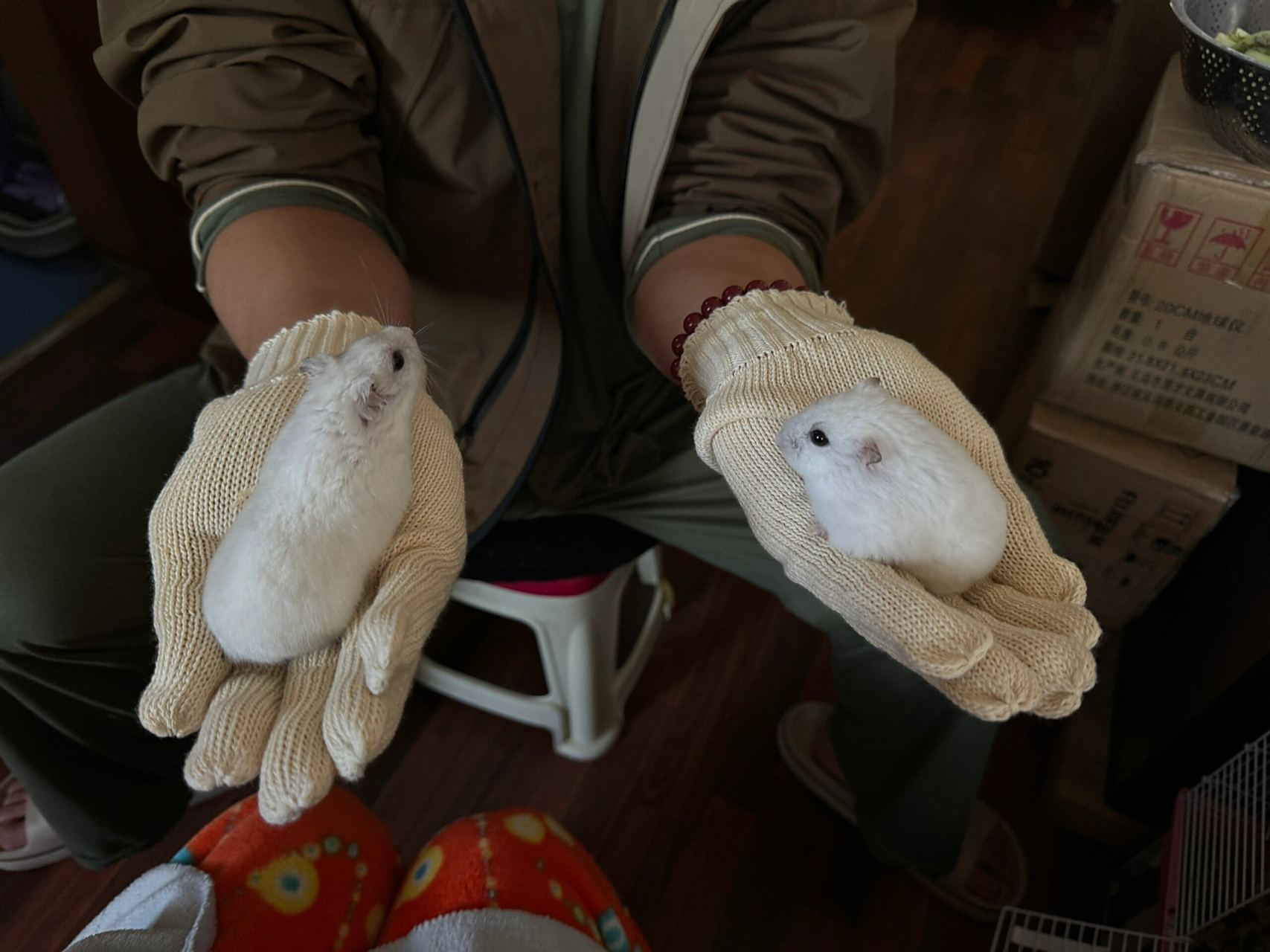 两坨糯米鼠团子  我家有两只超级可爱的侏儒仓鼠——糯米团子一号和