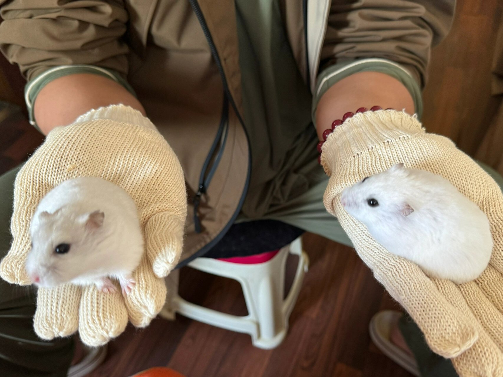 两坨糯米鼠团子  我家有两只超级可爱的侏儒仓鼠——糯米团子一号和