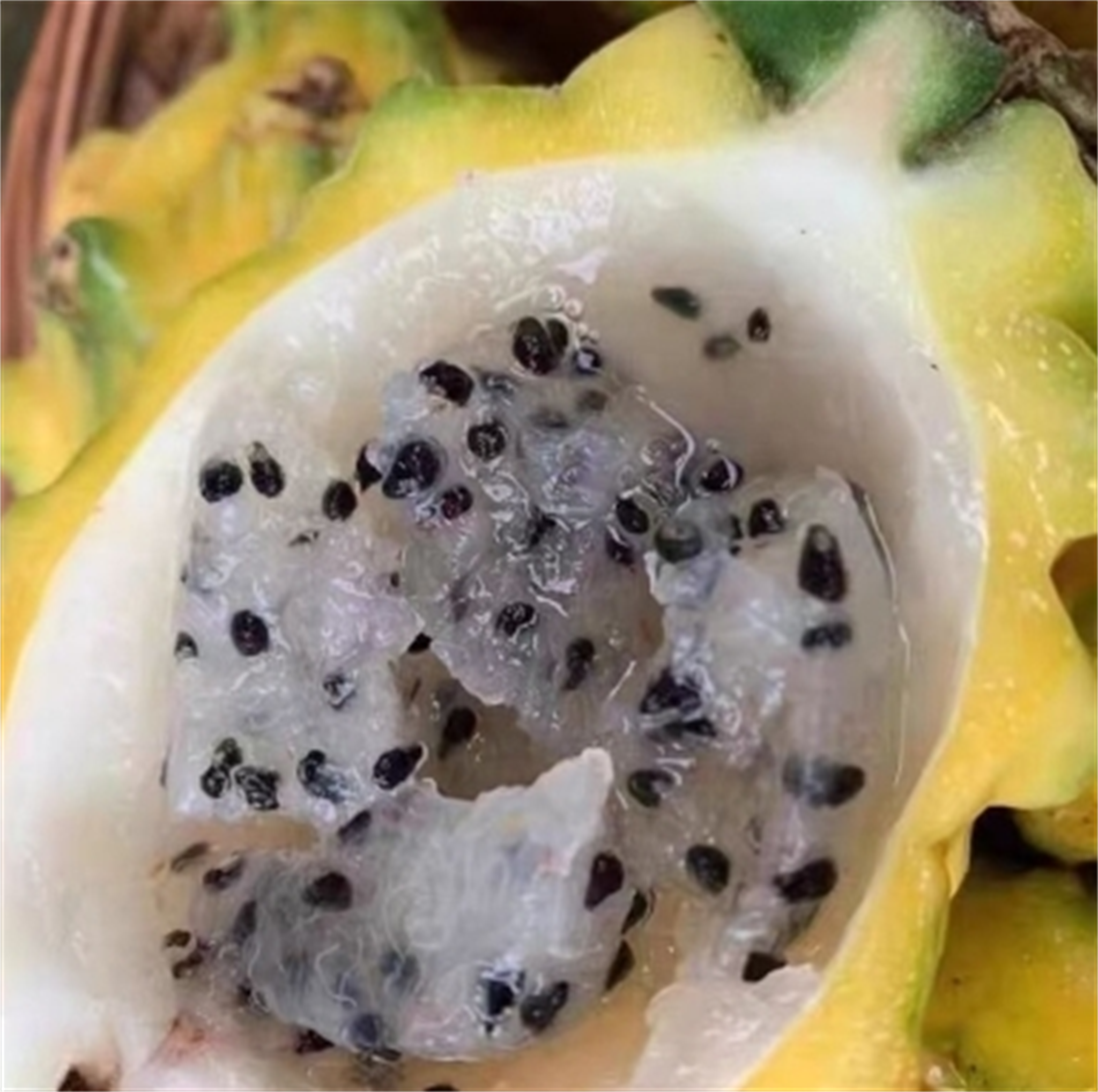 海南燕窝果:鲜甜软滑,汁水丰沛,每一口都是自然的馈赠!