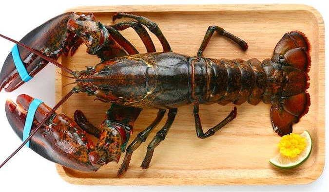 一文分清小龙虾,小青龙,波士顿龙虾和澳洲龙虾