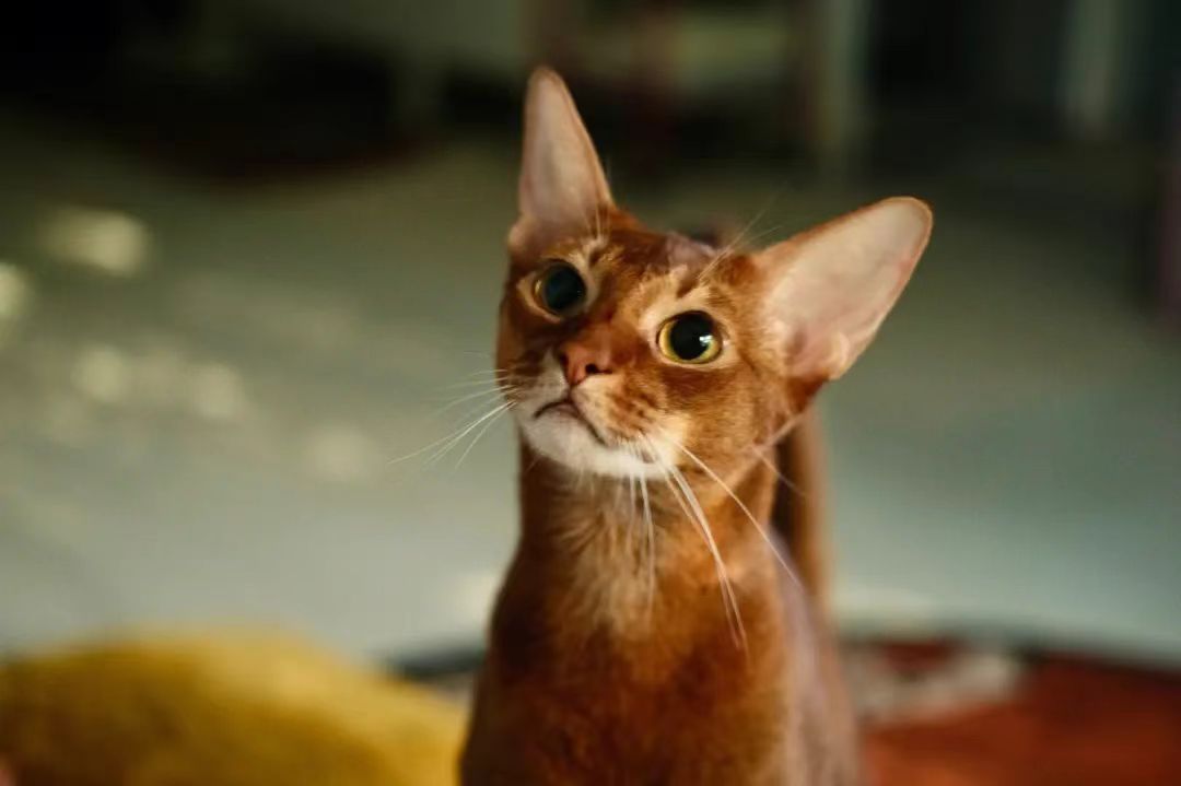 埃及猫的性格怎么样