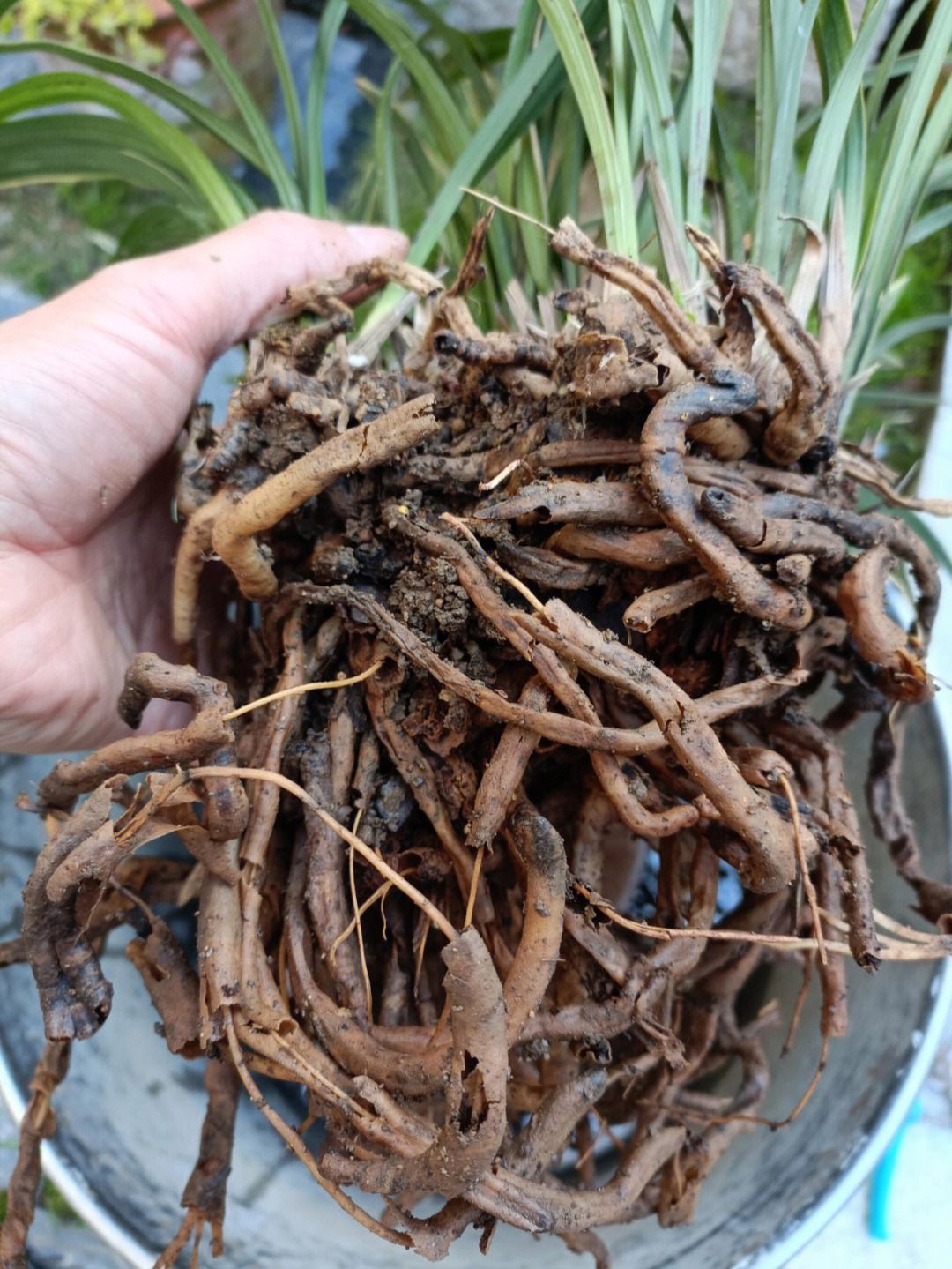 春季来袭,你的花卉该换盆了吗?小蕾告诉你最佳时间!