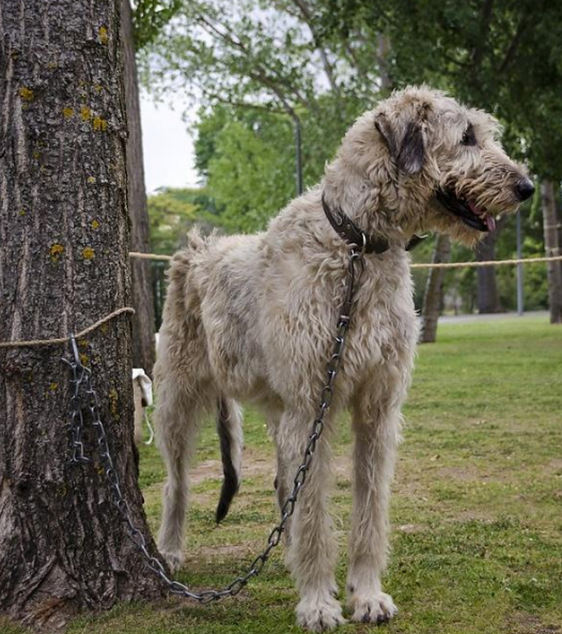 爱尔兰猎狼犬是世界上最高的犬种之一,具有悠久历史和独特魅力.