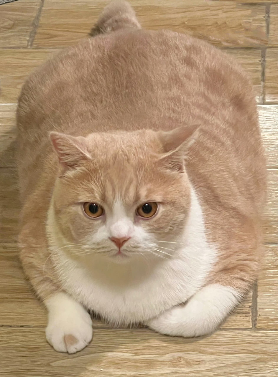 各式各样的胖猫咪