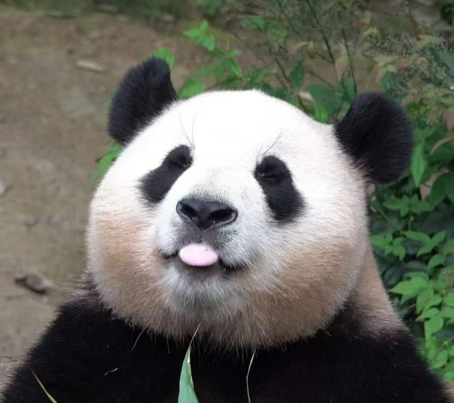 谁还没有看过吐舌头的福宝?来一波萌照!