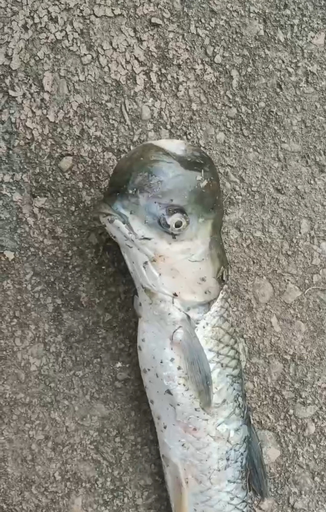 从来没有见过这样的畸形鱼,很奇,很怪