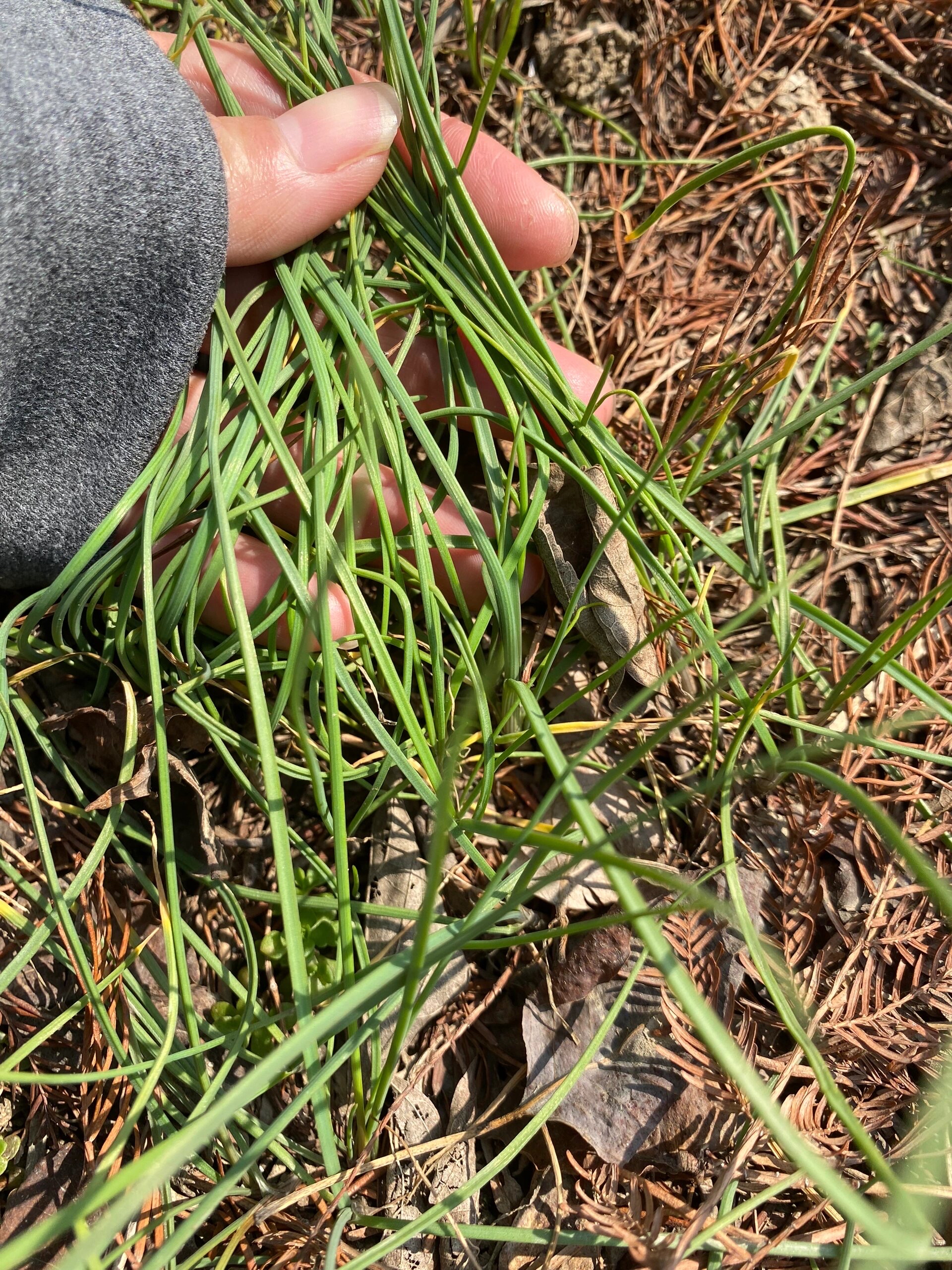 野葱?野韭菜?野蒜?麻烦大伙帮忙认一下!