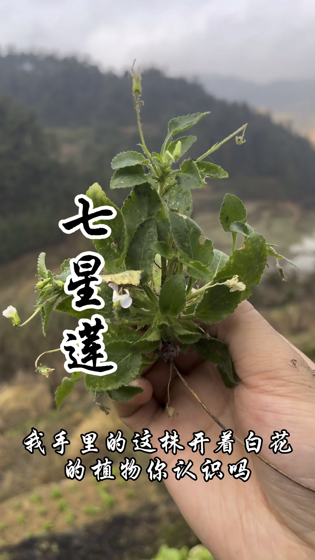 七星莲,又称茶匙草,黄瓜香,吃起来有黄瓜味,你知道七星莲吗?