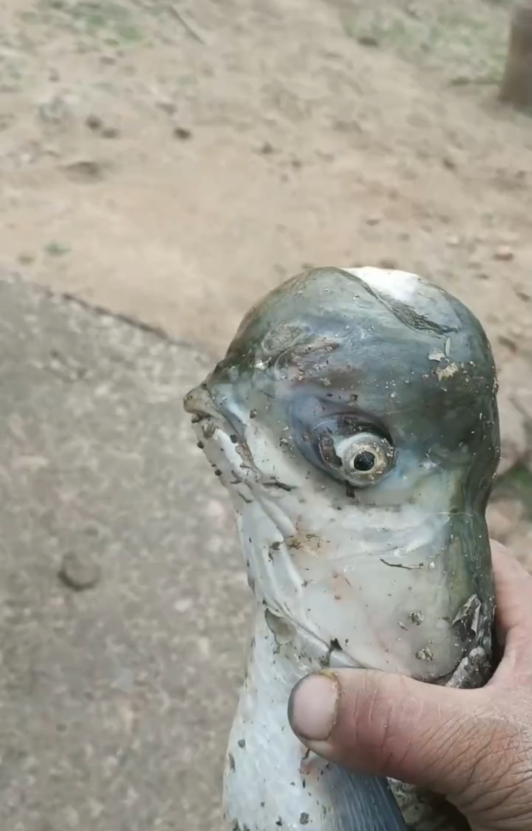 从来没有见过这样的畸形鱼,很奇,很怪