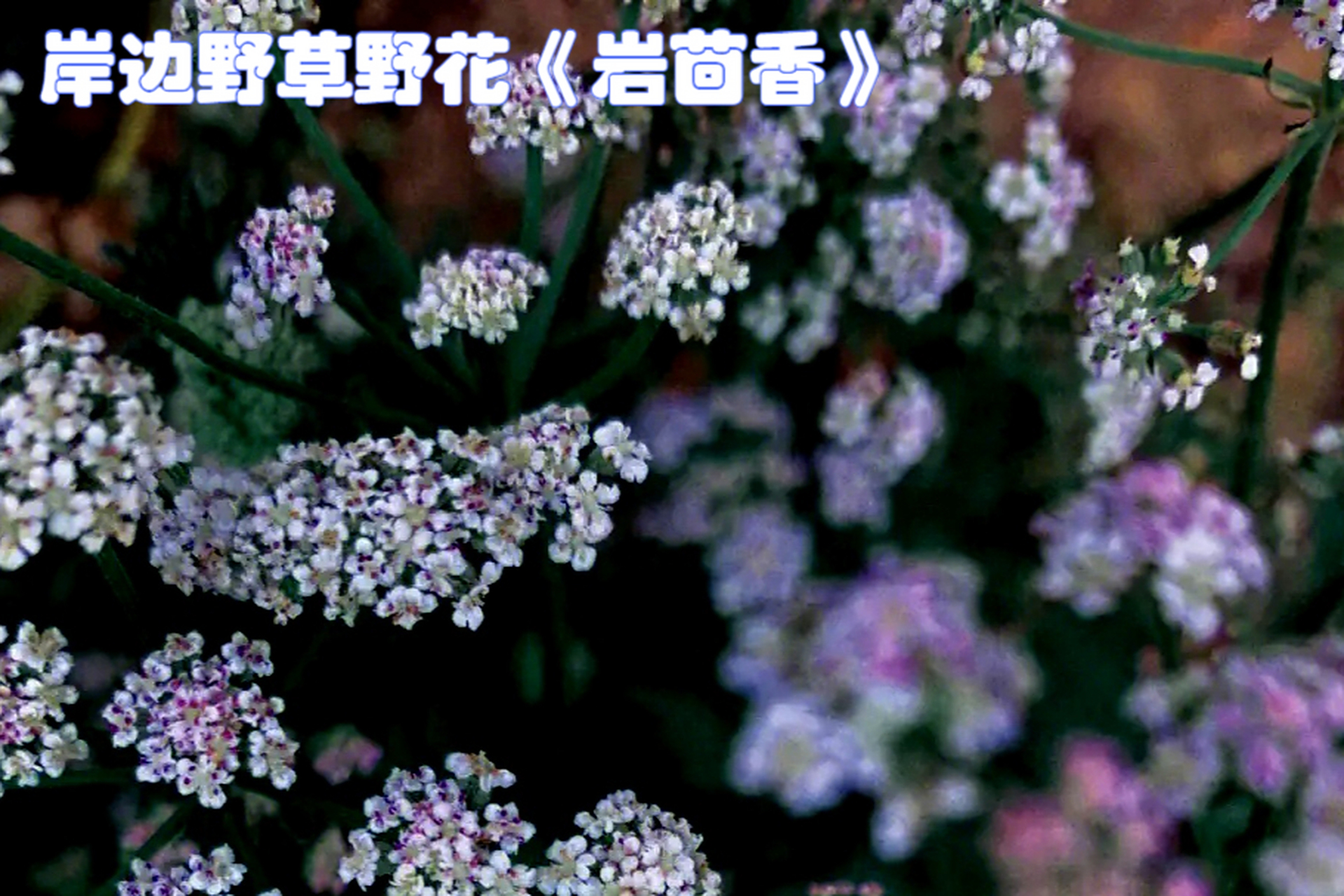 岩茴香是一种生长在云南的高山植物,具有观赏和药用