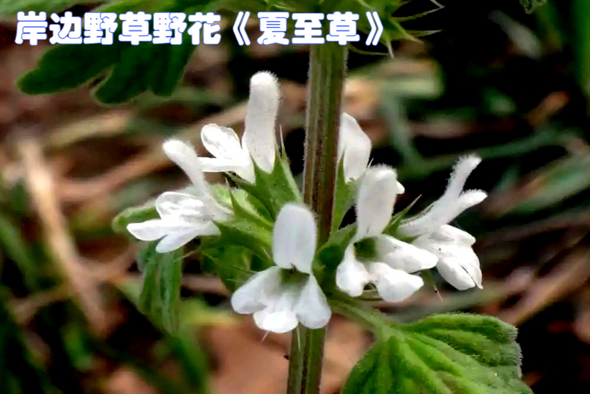 夏至草是一种特别受欢迎的夏日草,也称为野生紫罗兰.