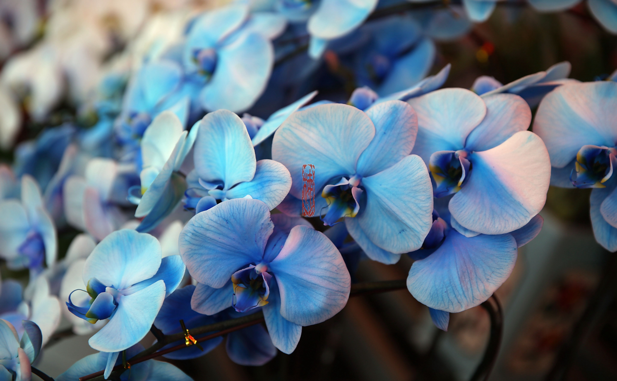 自带高级感的独特之美