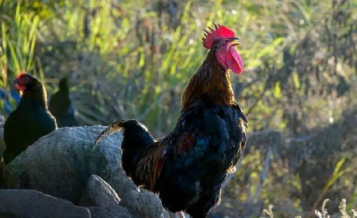 回顾70岁老农模仿咏鹅写了首咏鸡仅18个字斩获文学奖金