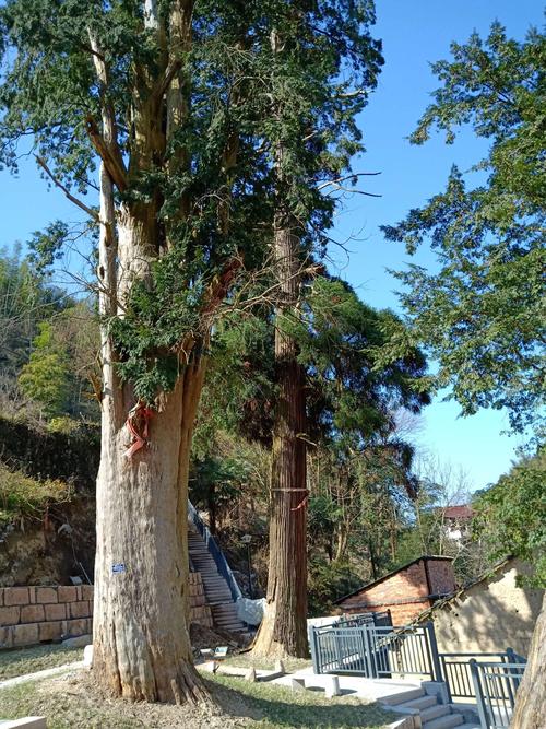 北方可以种植的名贵树种