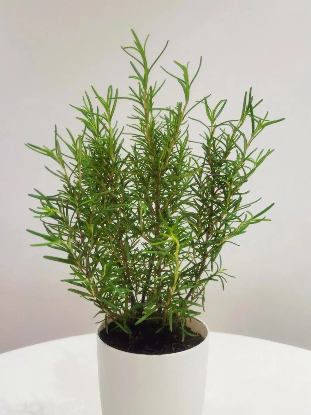 香草植物盆景店(香草盆景哪里可以进货)