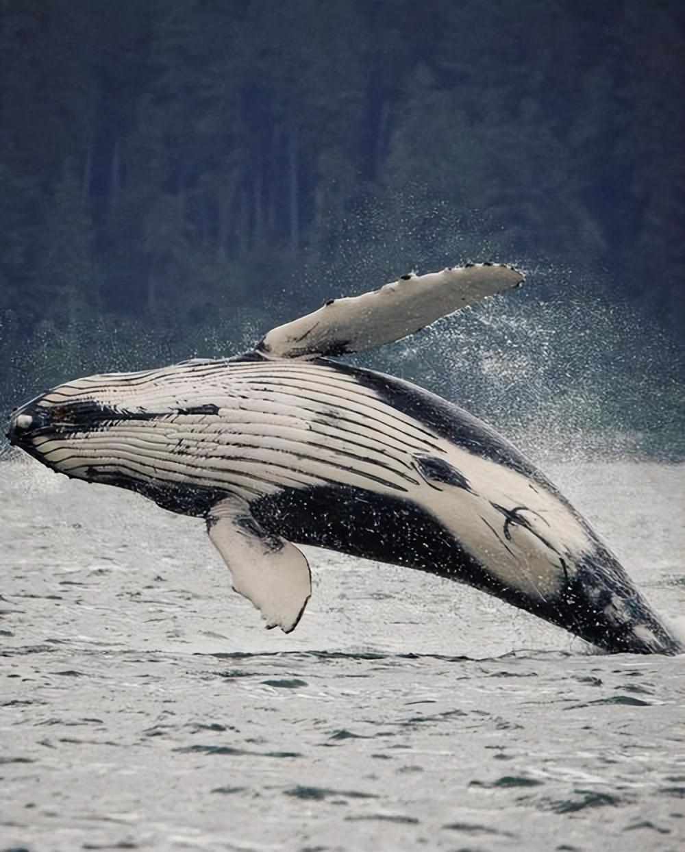 回顾:海洋霸主虎鲸,不吃人是因为智商特别高还是有别的原因?
