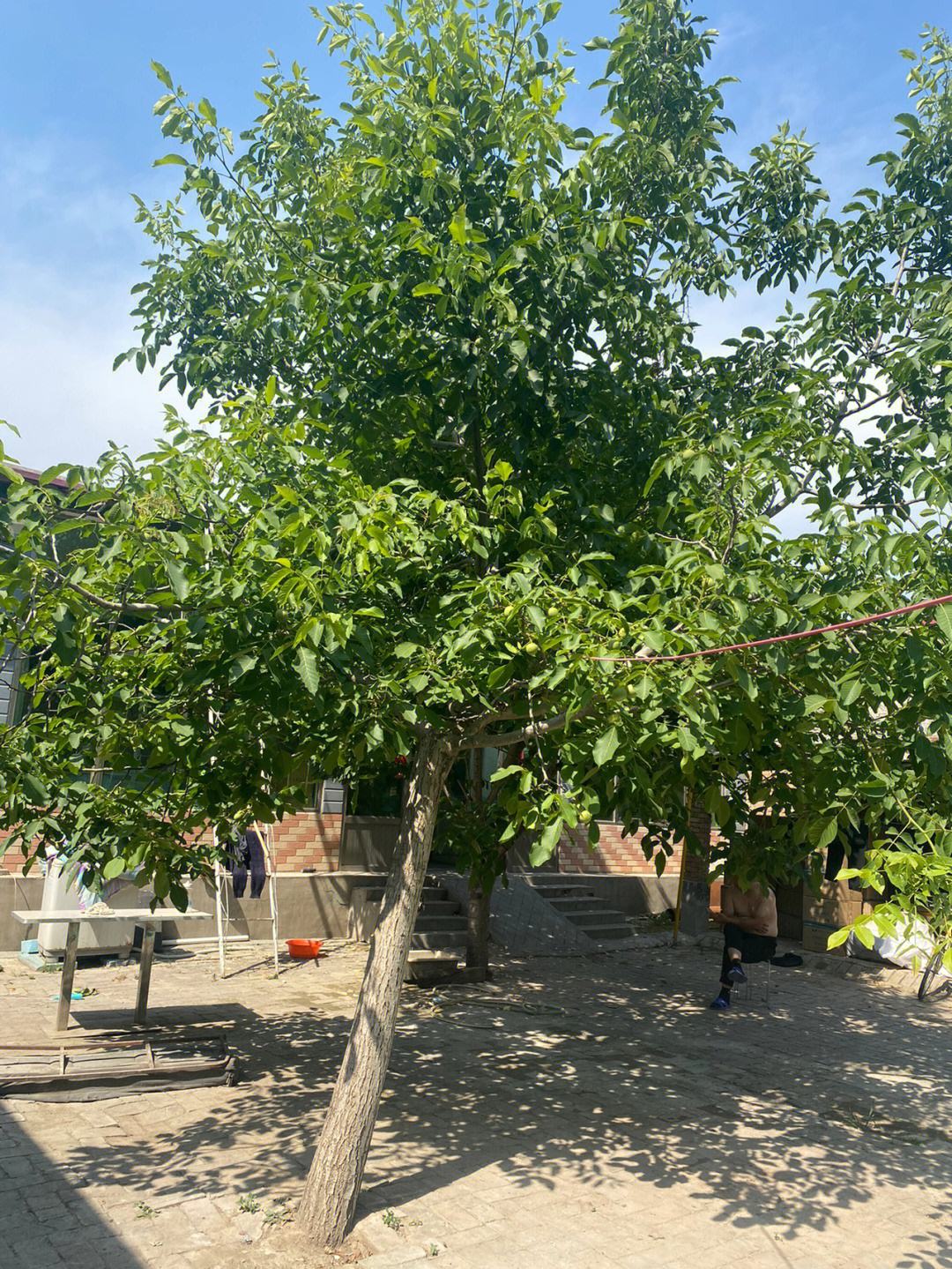 北方可以种植的名贵树种