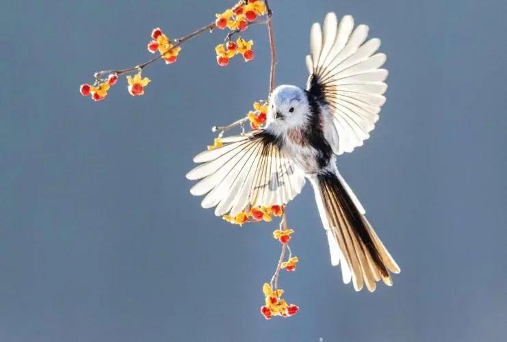 中国隐藏的国鸟候选长得像个糯米团子凭什么竞争我国国鸟