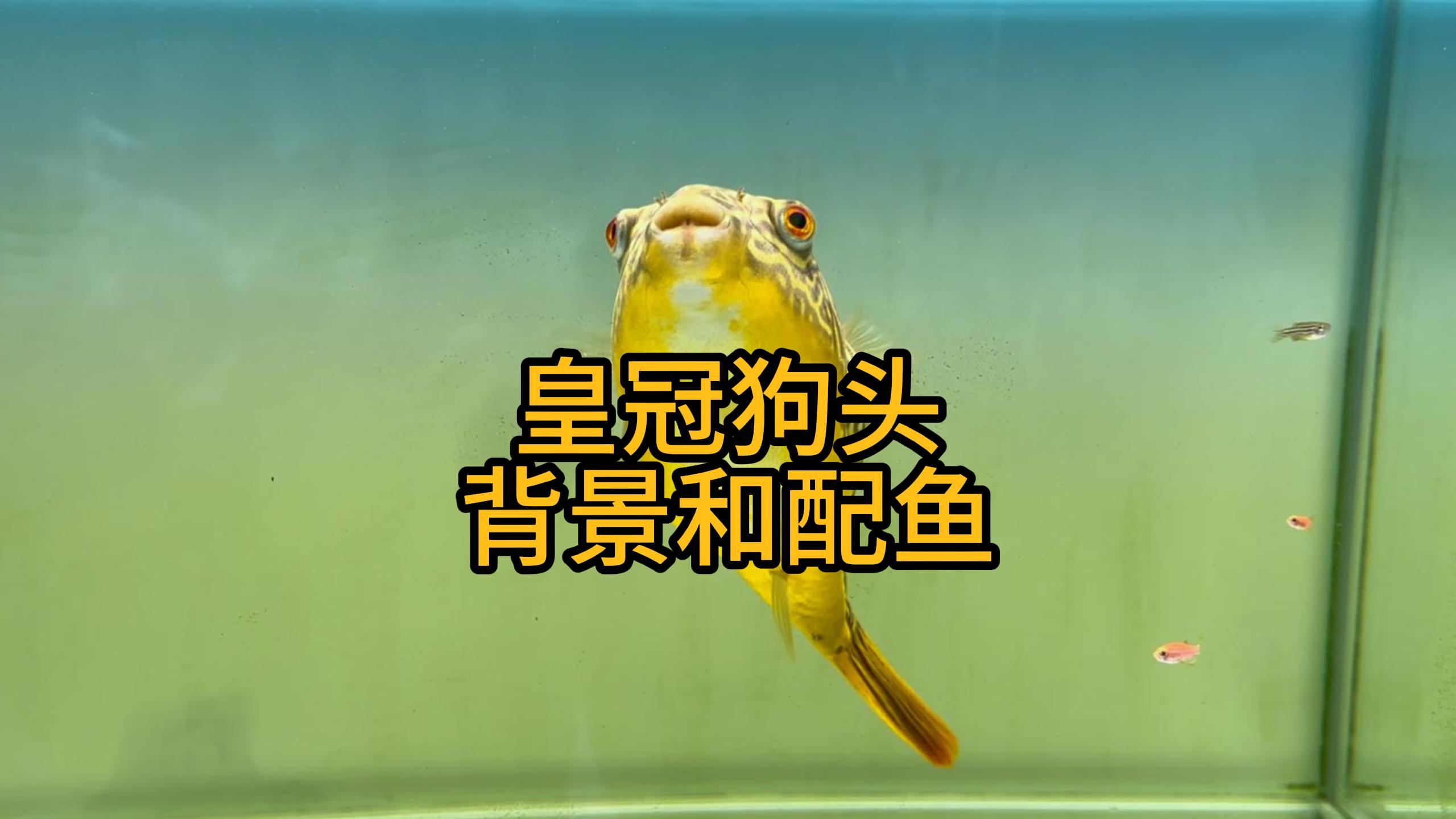 皇冠狗头背景和配鱼的选择
