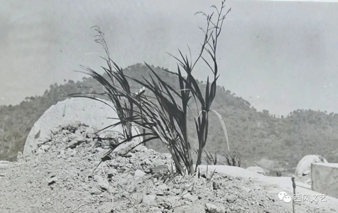 顾国建丨一棵小草缅怀袁熙烈士