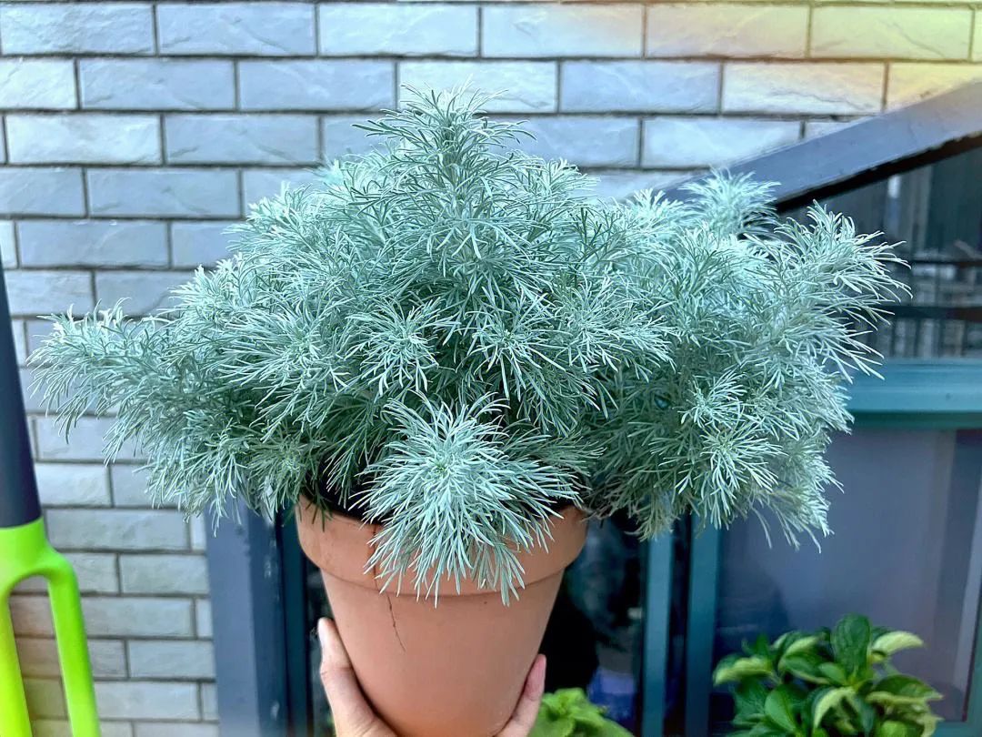 香草植物种类大全,让你的花园四季芬香