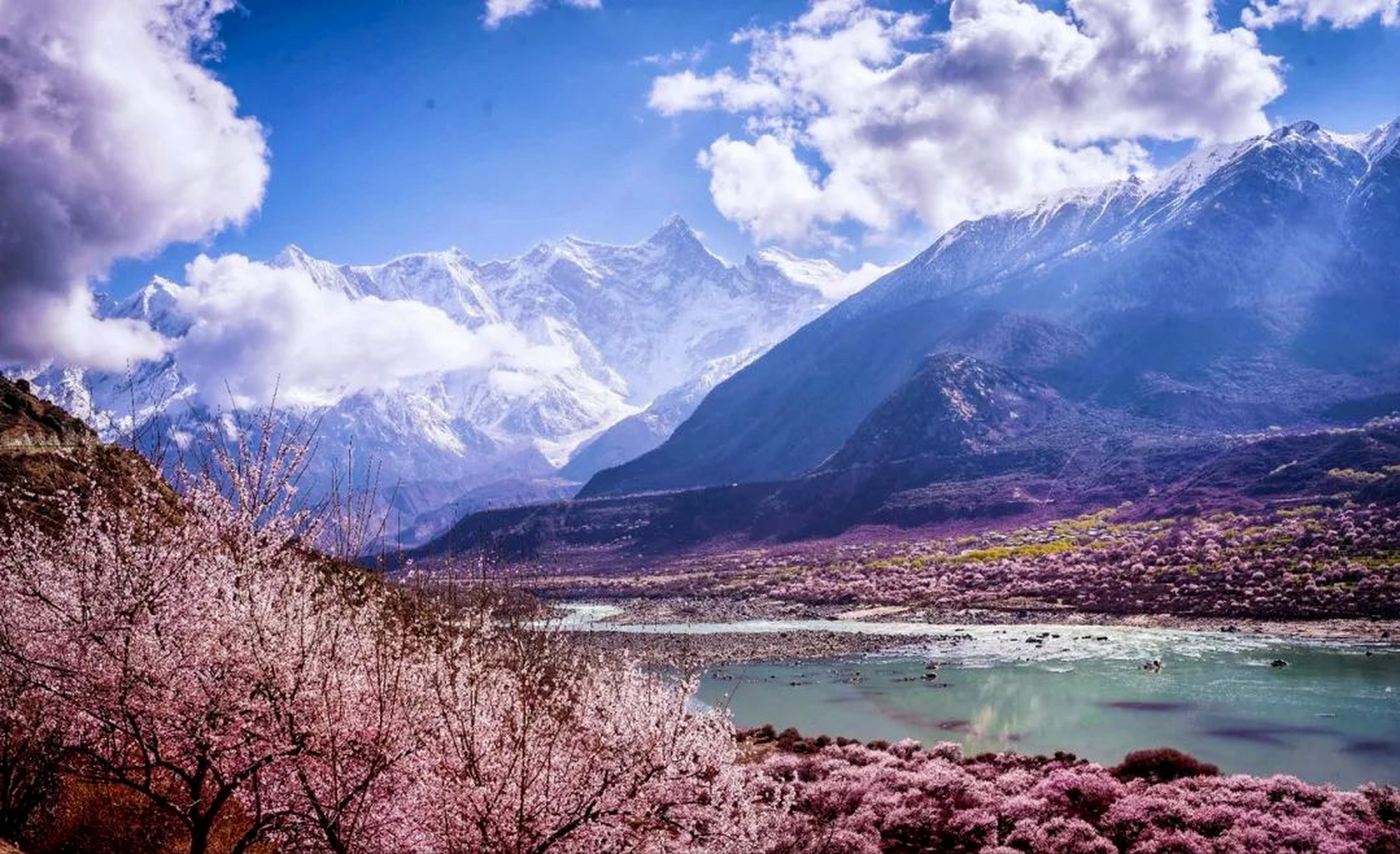 林芝桃花节是高原仙境之旅,桃花绽放如醉人霞光,每年三四月盛开,门票
