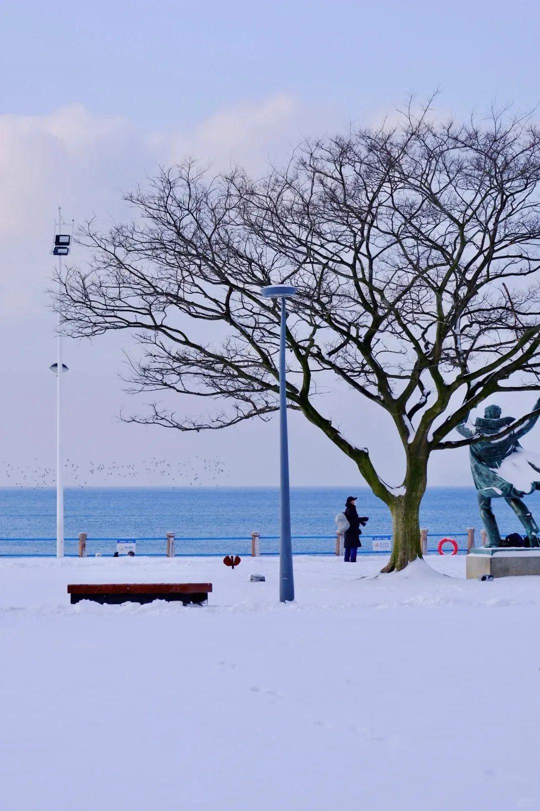 青岛海边雪景图片