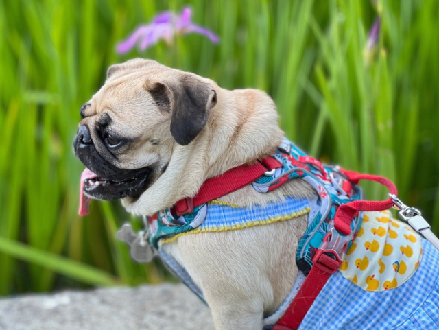 巴哥犬图片 长大后图片