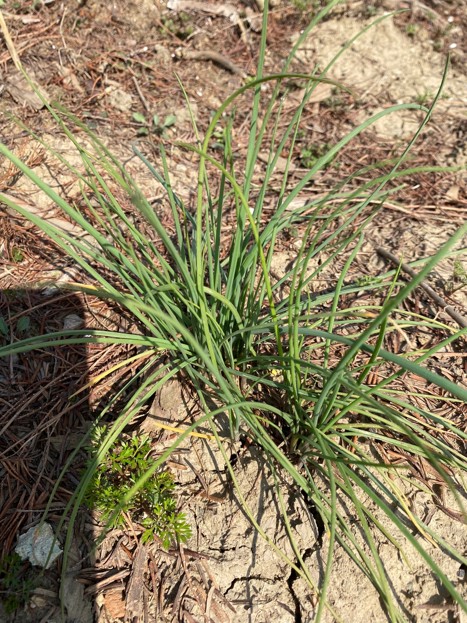野葱?野韭菜?野蒜?麻烦大伙帮忙认一下!