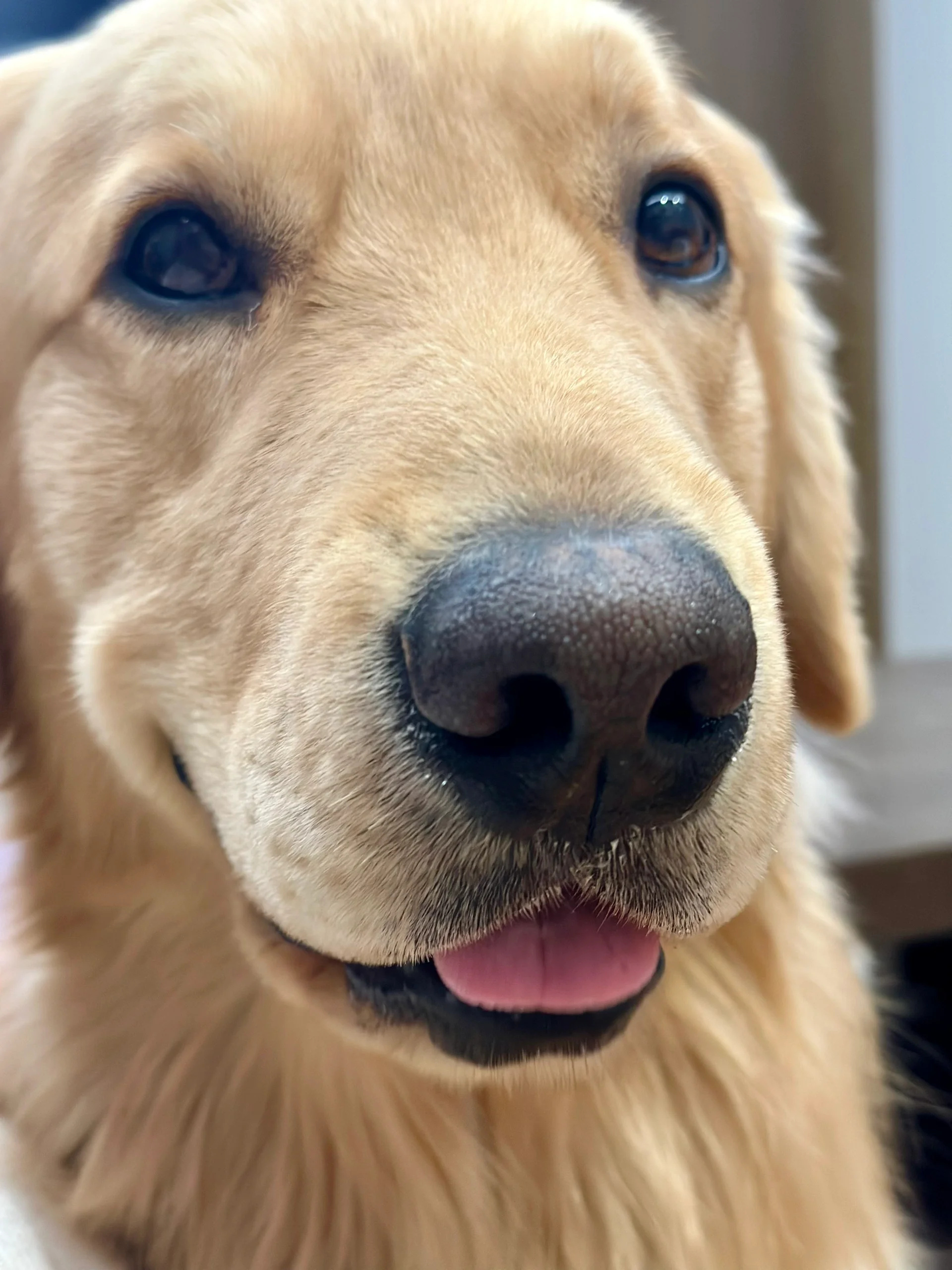 小狗的双重人格  我家有一只狗狗它是我们家庭的一员.