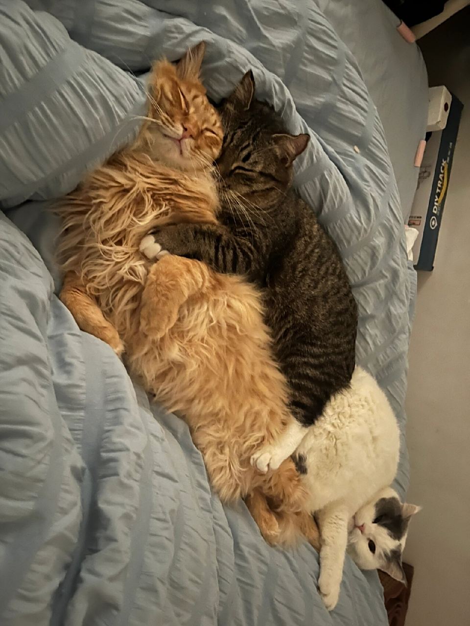 早上一起来,就看到我家的两只猫猫抱在一起睡觉