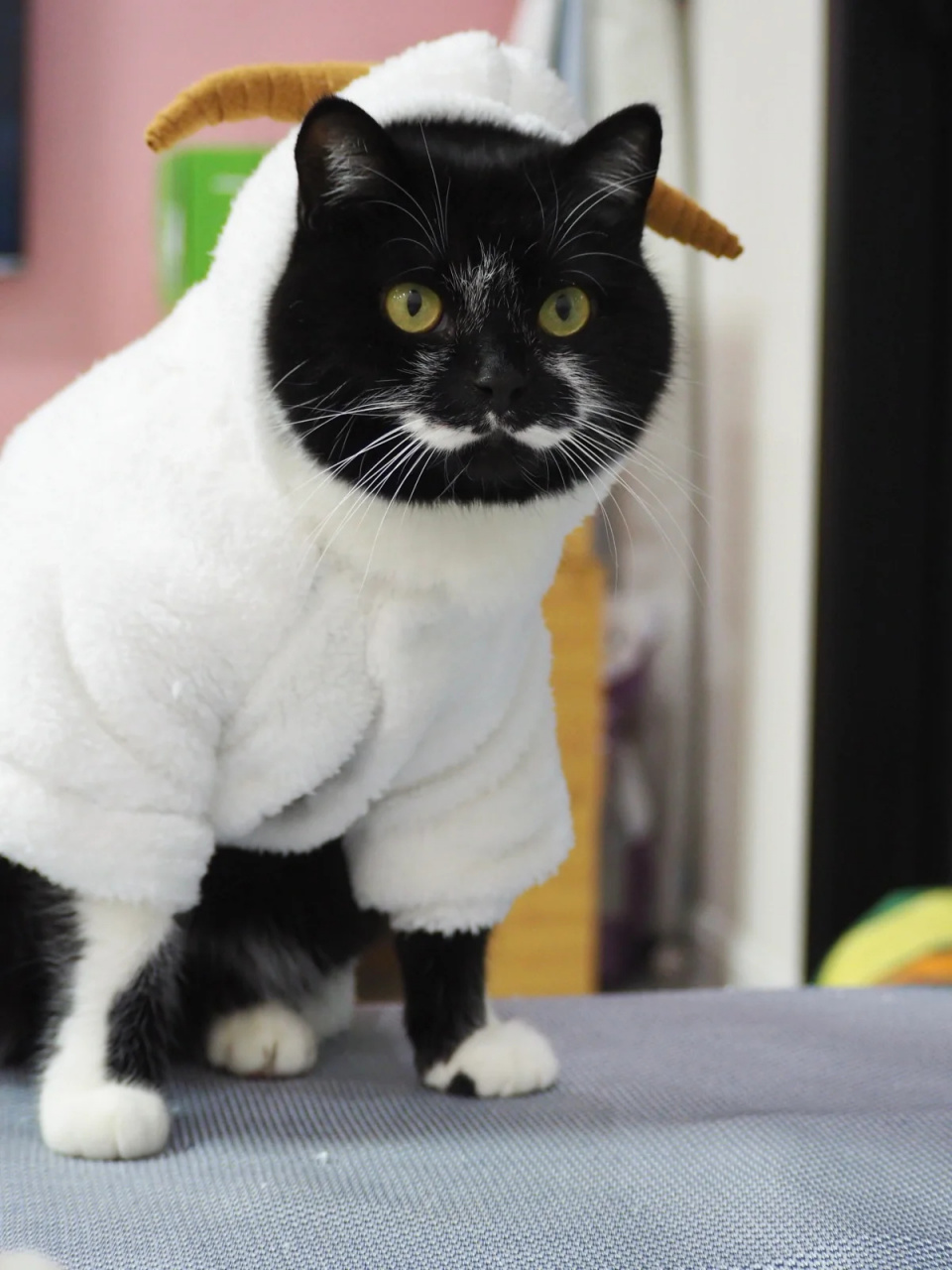 黑猫与白衣  家有一猫,通体漆黑,今日闲来无事,给它穿上了一件白衣服.