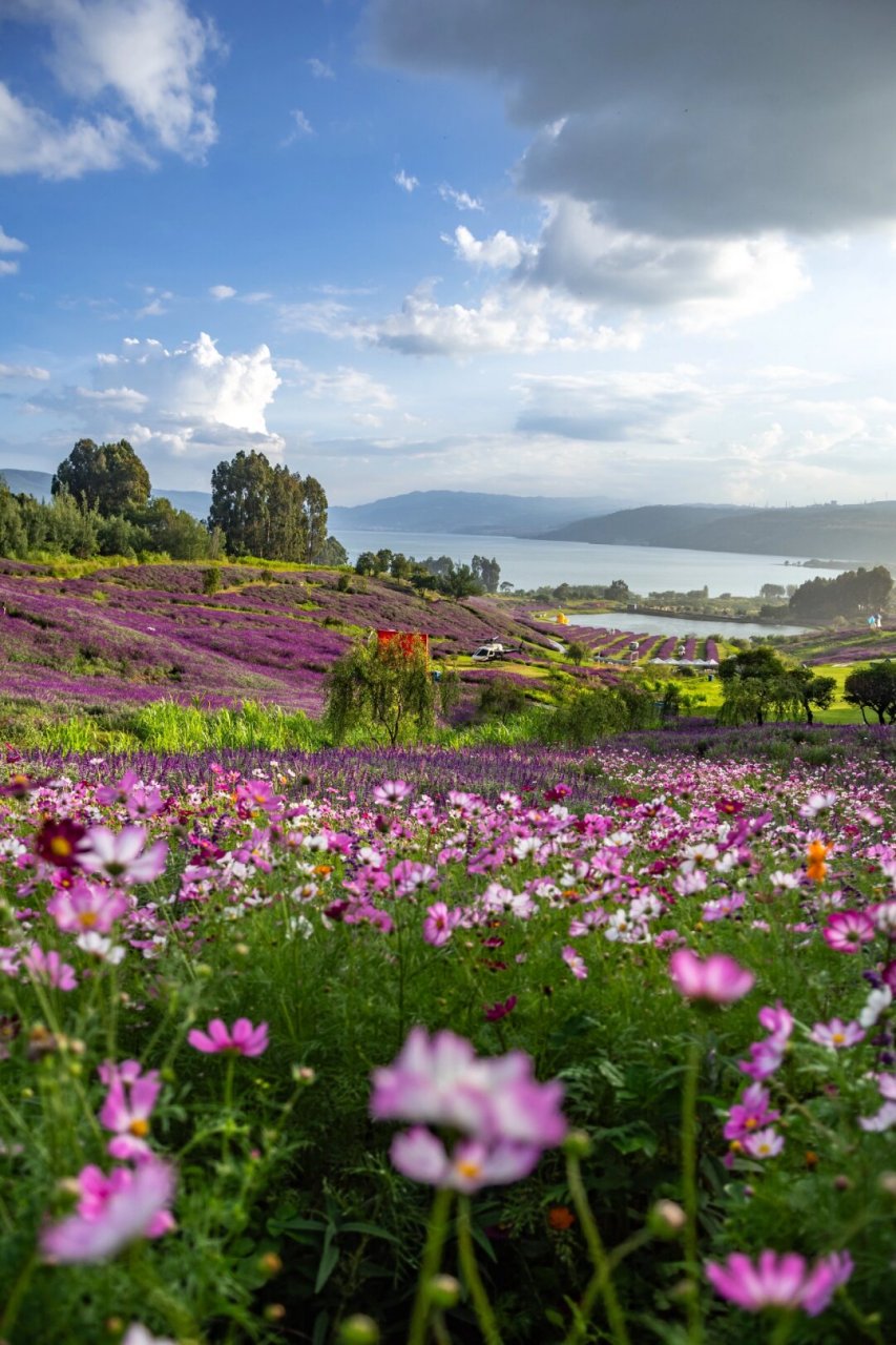 昆明花海景点图片图片