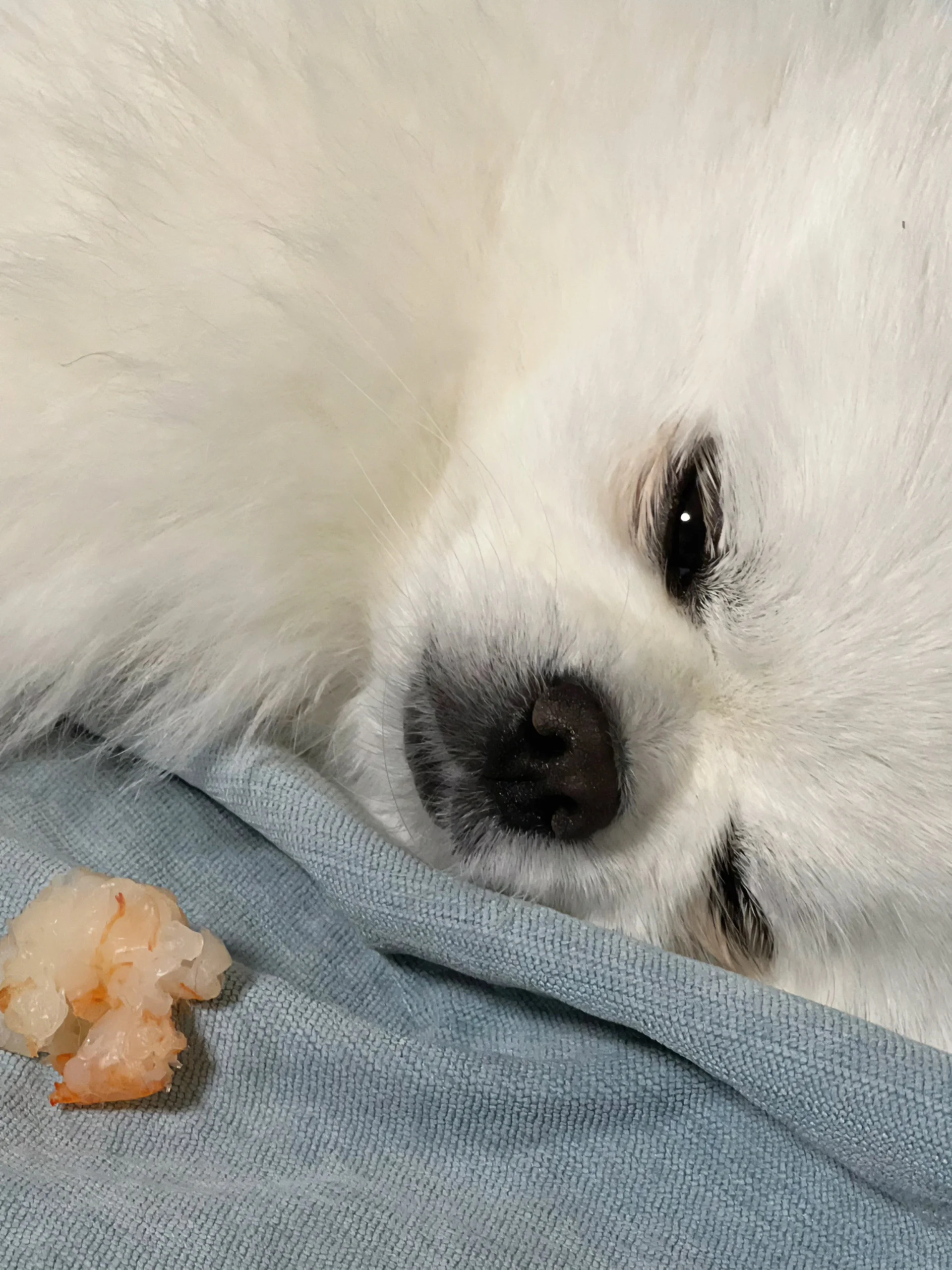 每次奶奶看到小狗,总是会说:"睁眼就吃,闭眼就睡才是小狗该做的!