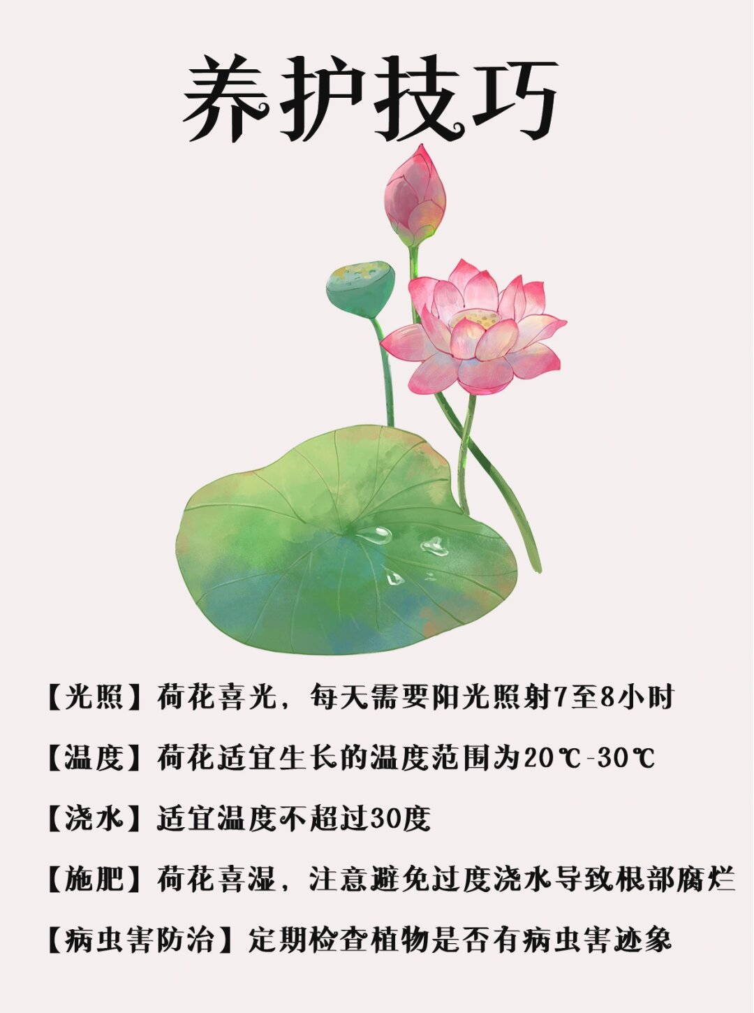 每天认识一种花