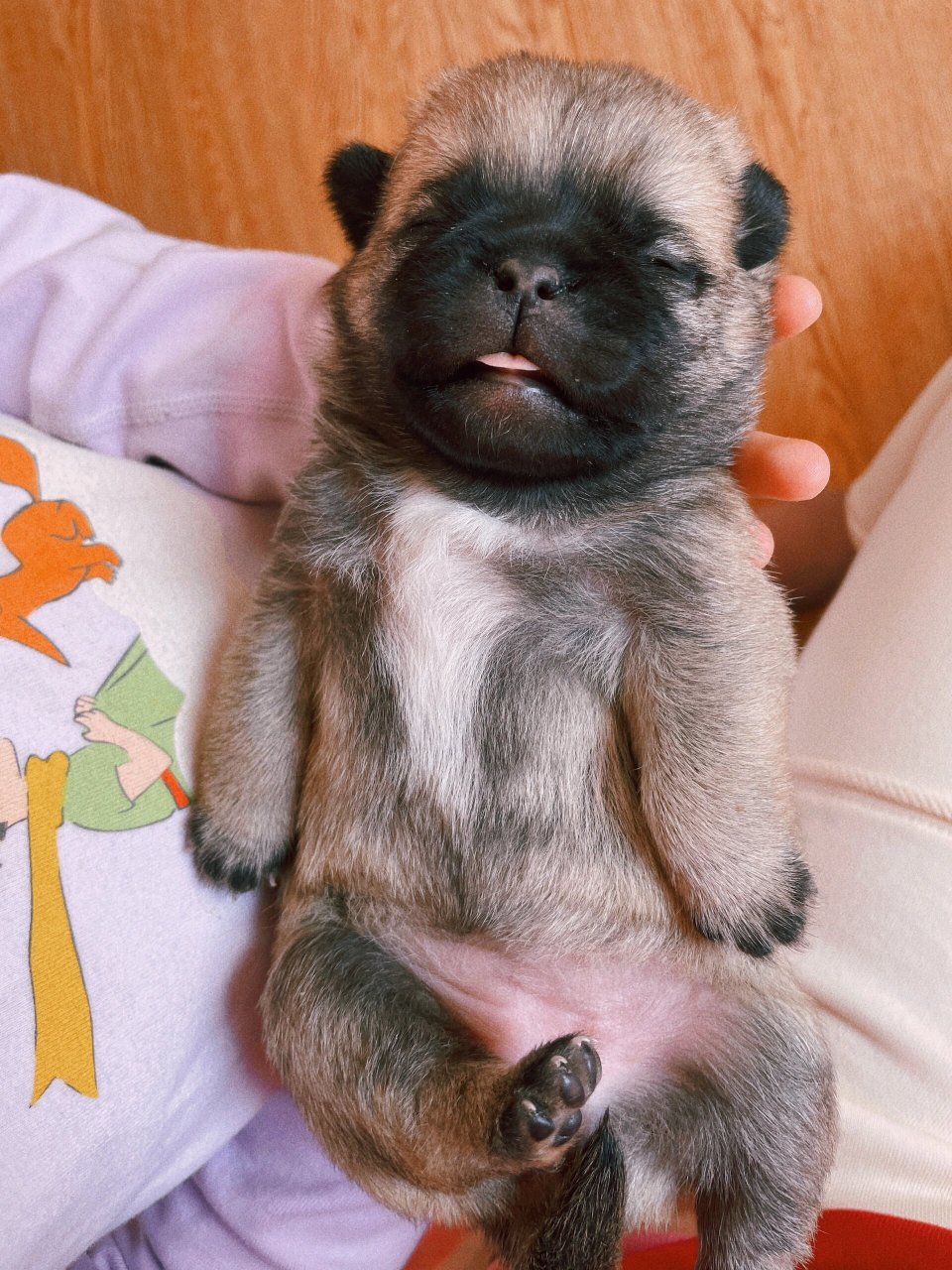 超级可爱的巴哥幼犬  前几天,我在网上看到了一只巴哥幼犬的照片,当时