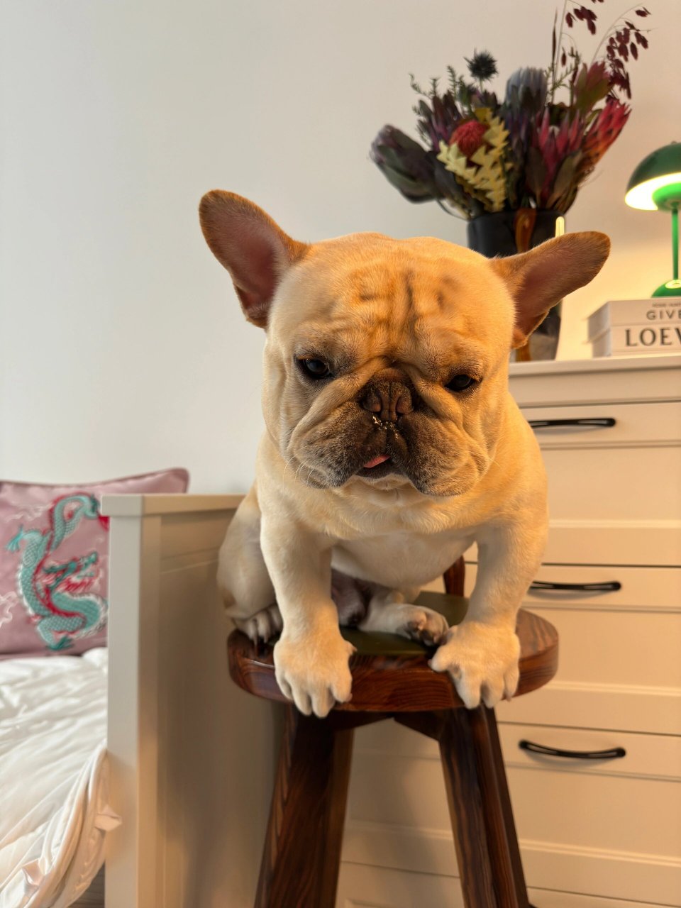 法斗的呆萌可爱,真的是让人无法抗拒!