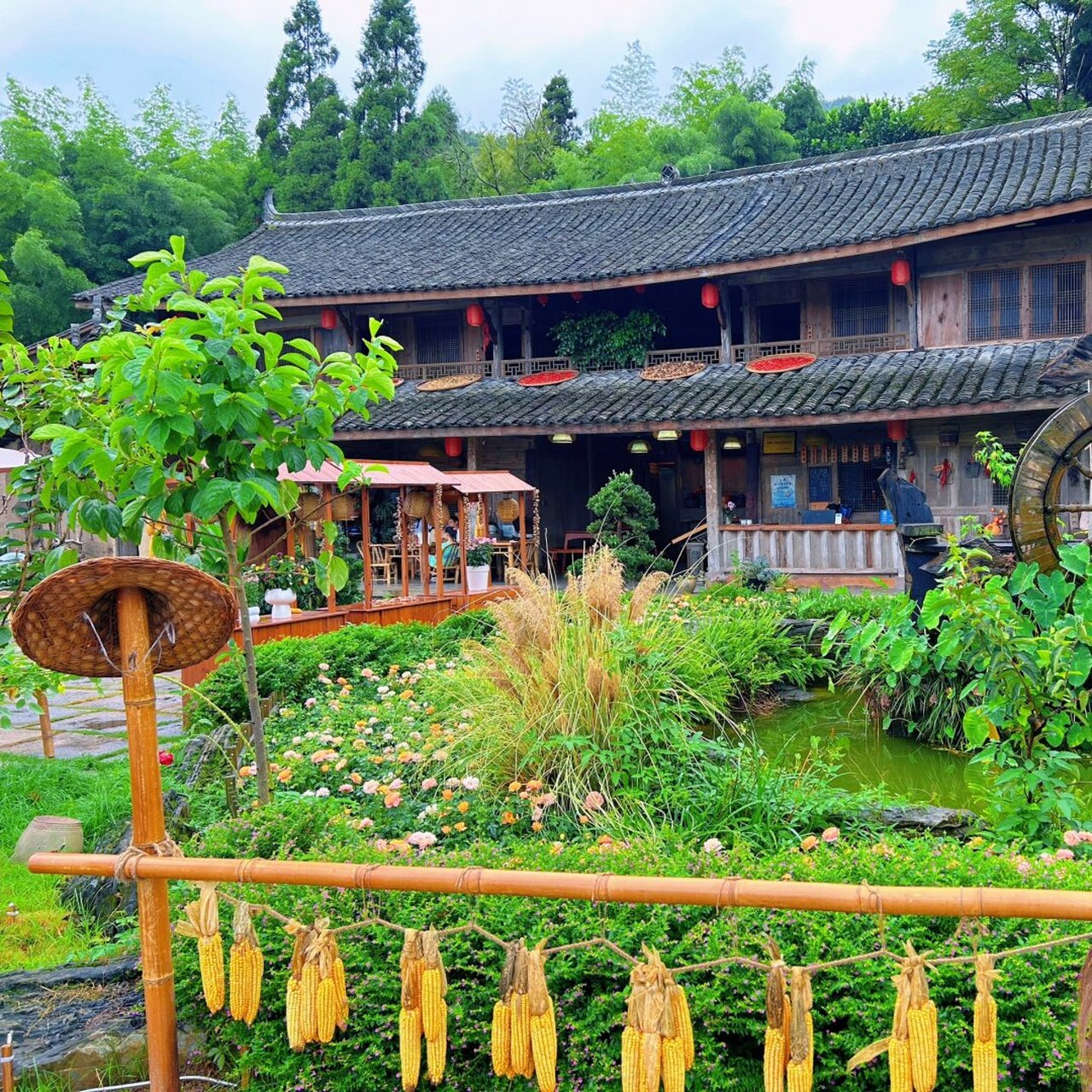 温州周边自驾游泰顺筱村公社绣球花海  94泰顺筱村公社绣球花海游玩