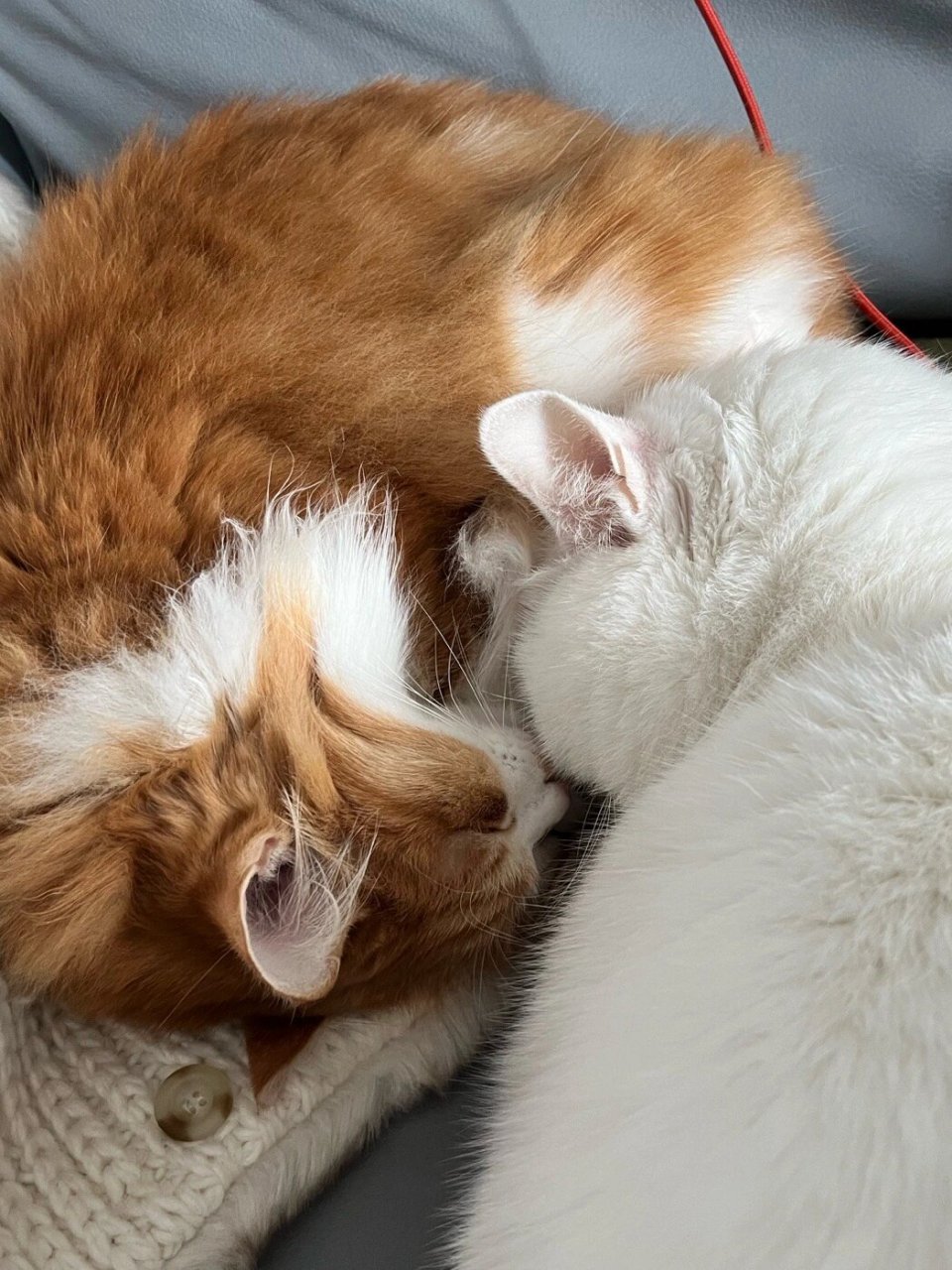 家里的两只猫就像一对亲密无间的好伙伴,天天黏在一起.