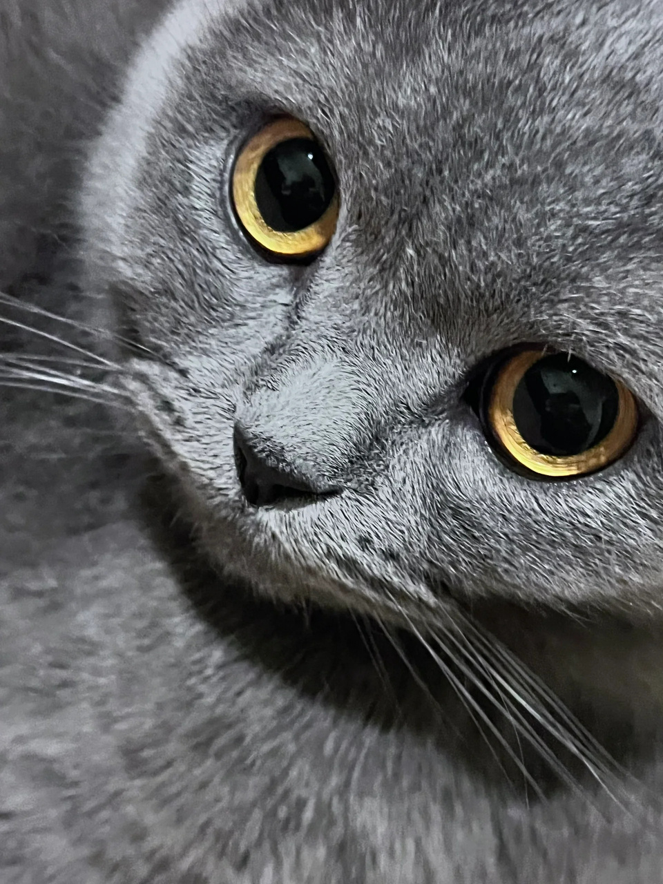 这是一只拥有圆眼睛的蓝猫🐾,我第一次在宠物店见到